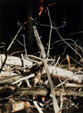 kvty pralesa 1999, olej na pltn, 150x100